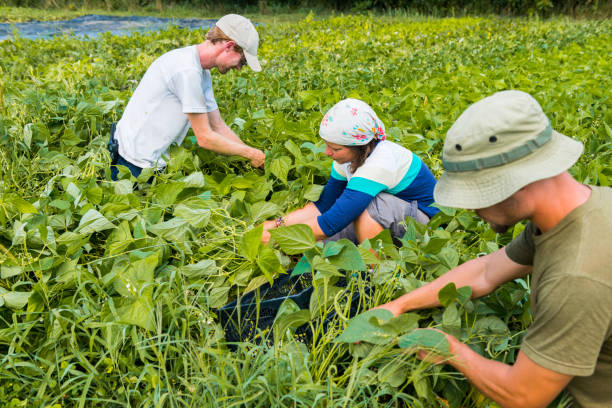istock Group people working in community garden 1142499214