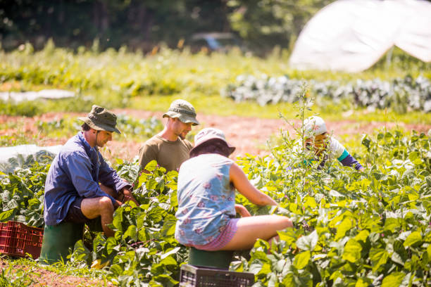 istock Group people working in community garden 1142502770