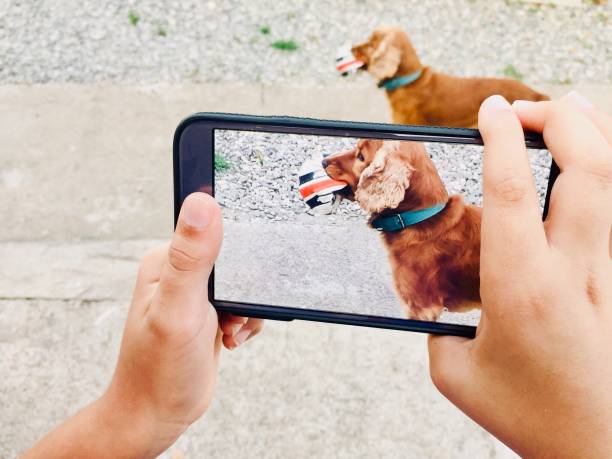 istock Phone in hand with selected focus on him dog 1142502894