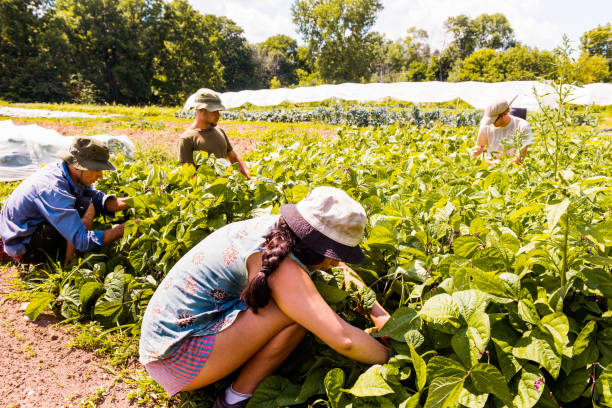 istock Group people working in community garden 1142503409