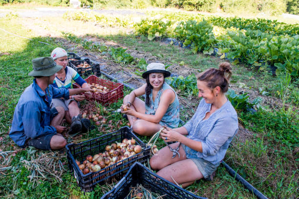 istock Group people working in community garden 1142503646