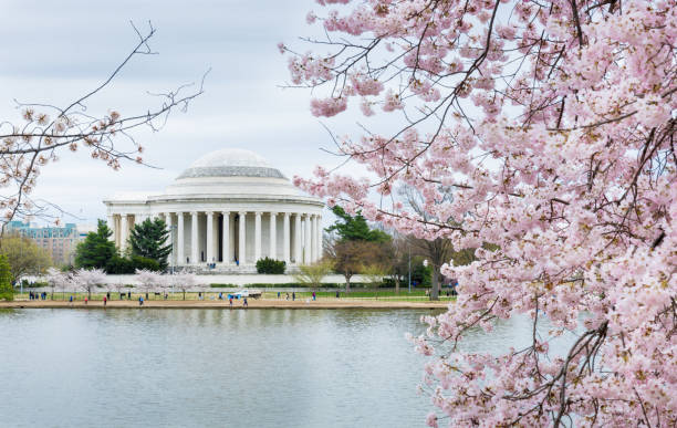 istock Jefferson memorial with Cherry Blossom, Washington, D.C. 1142505334