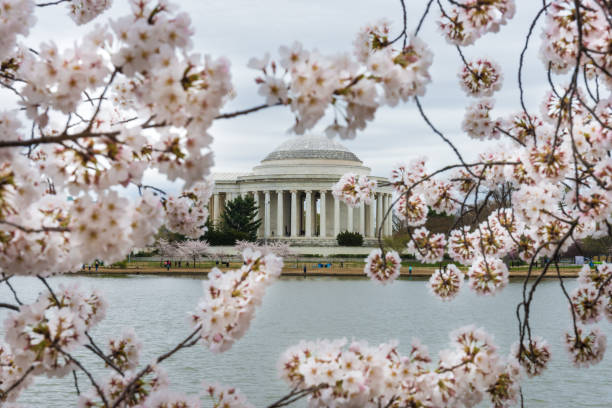 istock Jefferson Memorial through Cherry Blossom, Washington, D.C. 1142505345