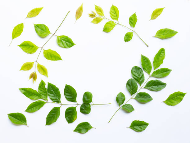 istock Frame made of green leaves on white 1142505445
