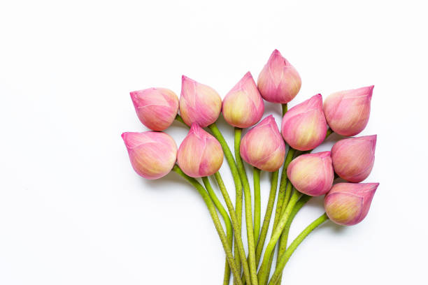 istock Lotus flowers on white. 1142505575
