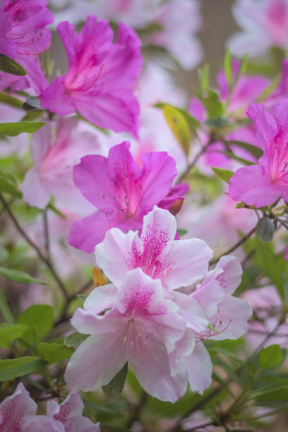 istock Pink and white azalea blooms 1142506295