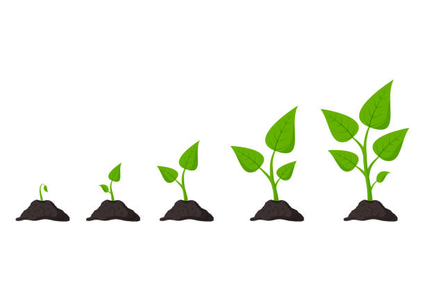 Gardening. Phases plant growing. Planting. Seeds sprout in ground. Vector illustration Gardening. Phases plant growing. Planting. Seeds sprout in ground. Infographic and evolution concept. Vector illustration cultivated illustrations stock illustrations