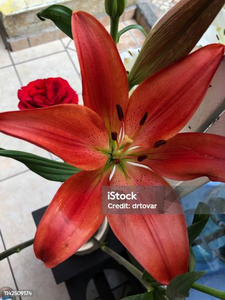 Flor De Lili Roja Foto de stock y más banco de imágenes de Belleza - Belleza, Flor, Flora - iStock Flor De Lili Roja Foto de stock y más banco de imágenes de Belleza - Belleza, Flor, Flora - iStock
