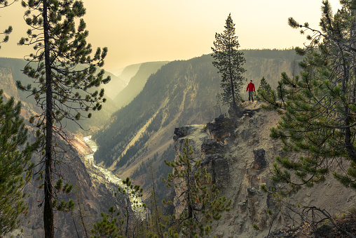 Man standing by a tree looking from above at the Grand Canyon of the Yellowstone river. Early morning scene with the river and smoky canyon on the background.