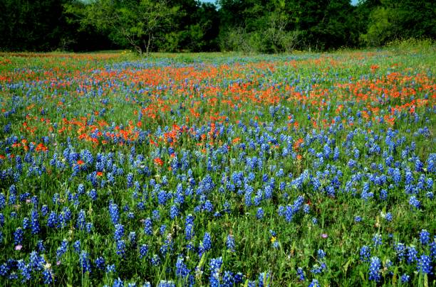istock Wildflowers of Texas 1142510645