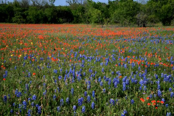 istock Bluebonnet and Paintbrush Meadow 1142510650
