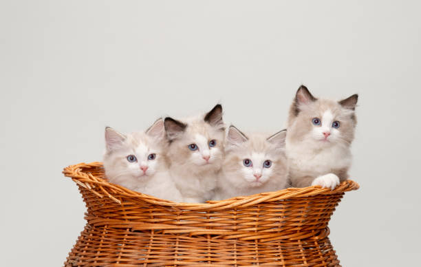 istock Beautiful Ragdoll cats in a basket 1142511490