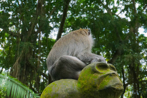 istock Monkey sitting on a stone sculpture at sacred monkey forest 1142513422