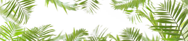 istock frame of palm leaves isolated on white background 1142515175