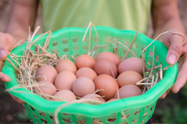 istock farmer hand holding basket of fresh raw chicken egg on straw 1142517504