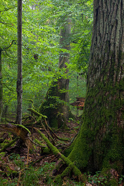 istock Old oak tree partly moss wrapped at summer deciduous forest 114251766