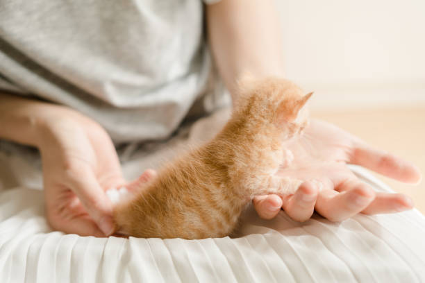 istock cat on the human's legs 1142517720