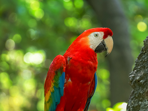 Amazon tropical bird, cheerful red bird with black beak and colored feathers