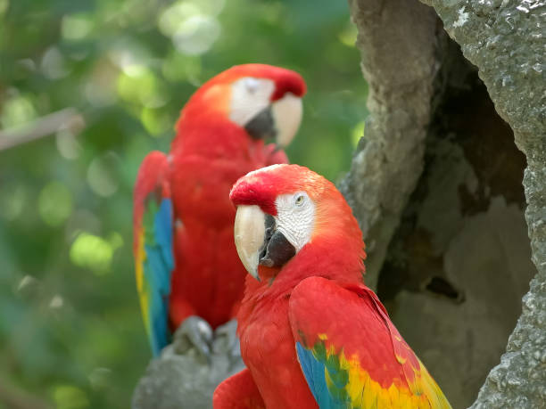 istock scarlet macaw in a park in ecuador 1142518690