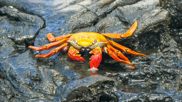 istock sally lightfoot crab on isla santiago in the galapagos 1142518742