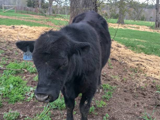 istock Black Angus Bull in pasture 1142519030