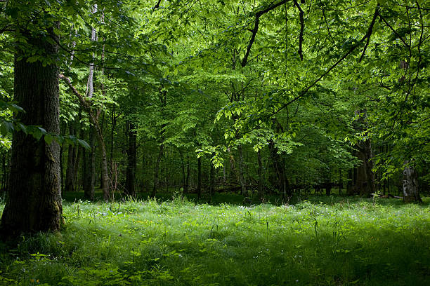 istock Shady deciduous stand of Bialowieza Forest in springtime 114252113