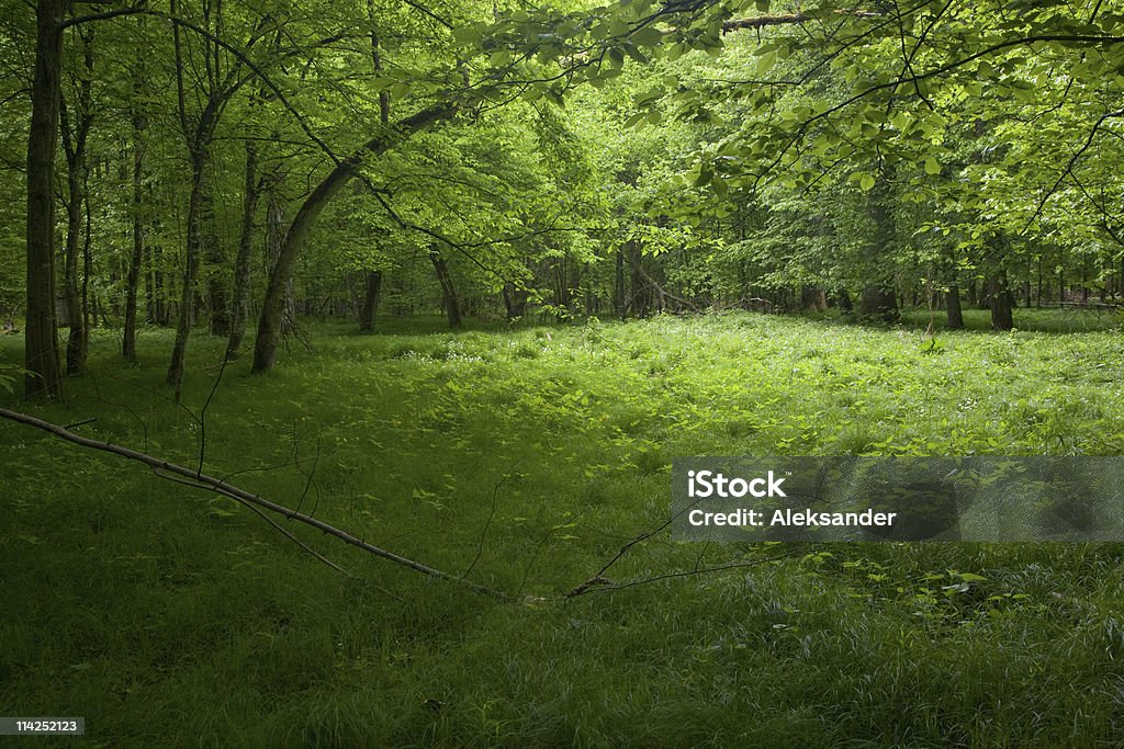 Shady stand deciduo di Foresta di Bialowieza in primavera - Foto stock royalty-free di Albero