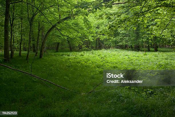Shady Stand Deciduo Di Foresta Di Bialowieza In Primavera - Fotografie stock e altre immagini di Albero