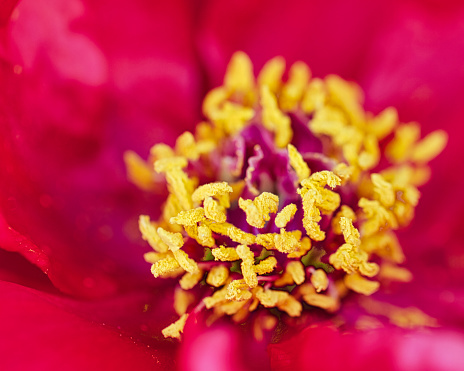 A close up of a single Peony Early Scout Bloom