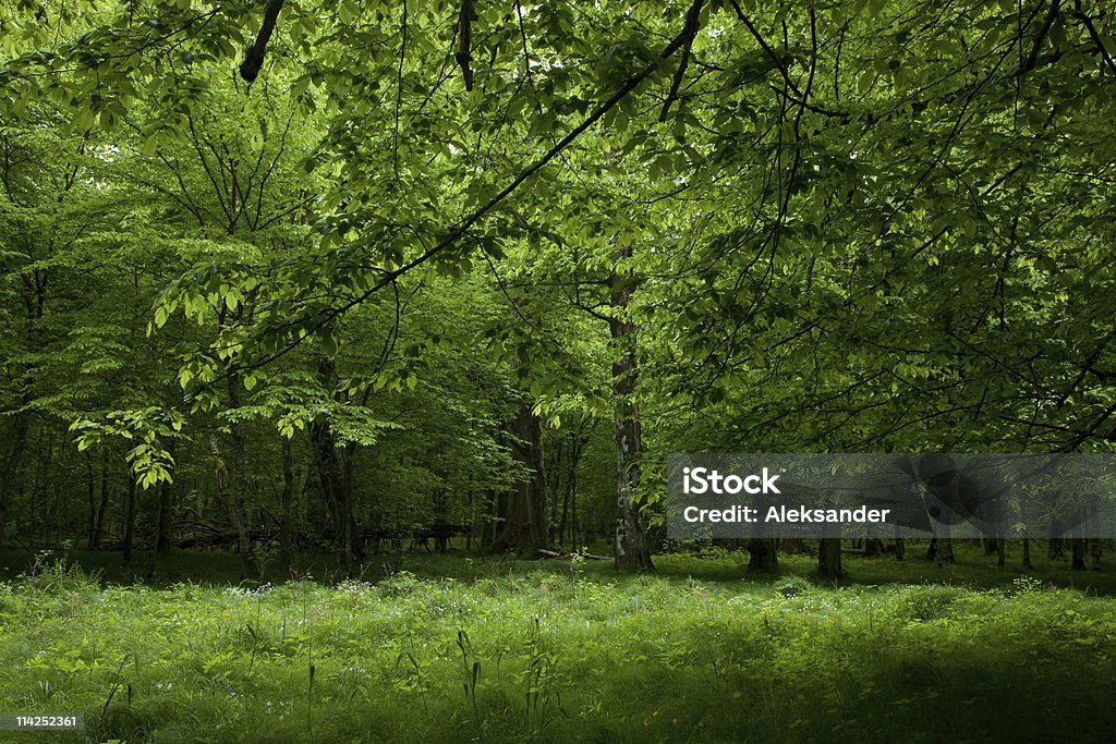 Zacienione liściastych stoją z Bialowieza Forest w wiosennym - Zbiór zdjęć royalty-free (Bez ludzi)