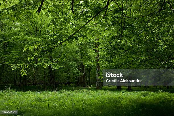 Zacienione Liściastych Stoją Z Bialowieza Forest W Wiosennym - zdjęcia stockowe i więcej obrazów Bez ludzi