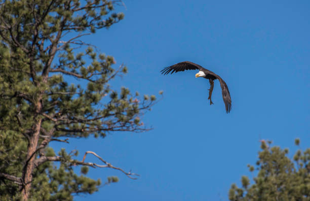 istock Bald Eagle in flight bringing caught fish to nest 1142524436