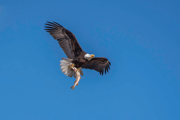 istock Bald Eagle in flight bringing caught fish to nest 1142525162