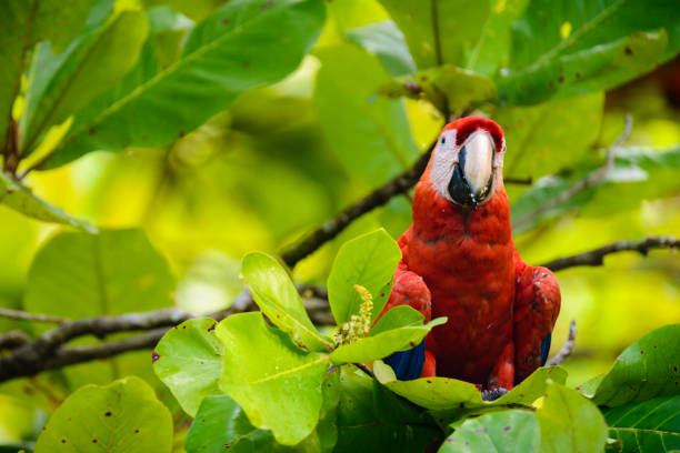 istock Scarlet macaw (Ara macao) feeding on beach almonds. 1142526839