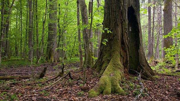 istock Very old oak trunk almost dead still standing 114252684