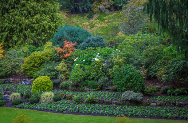 istock Flower garden in British Colombia 1142527638