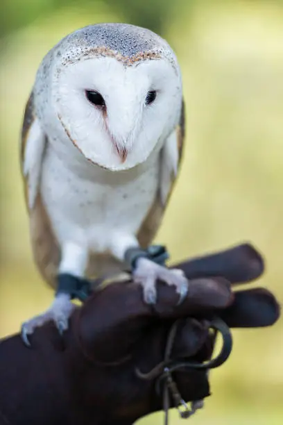 Beautiful Barn Owl outside in nature during the day