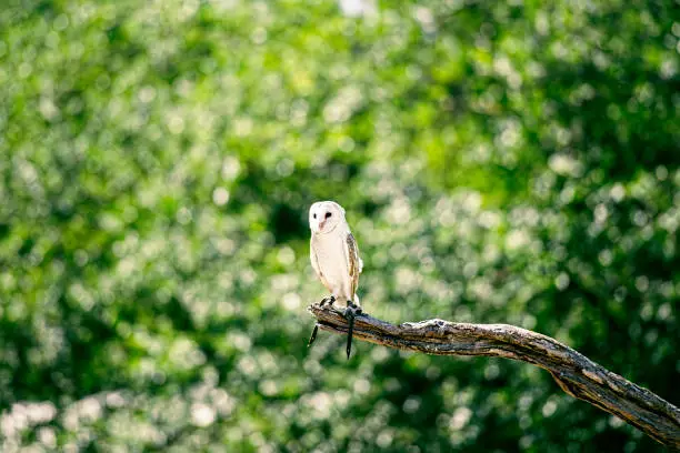 Beautiful Barn Owl outside in nature during the day