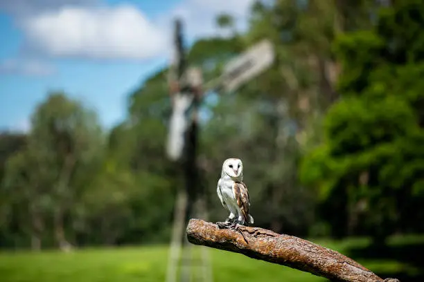 Beautiful Barn Owl outside in nature during the day