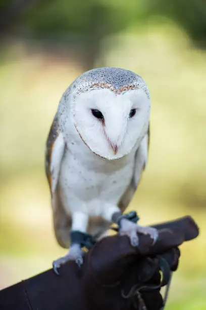 Beautiful Barn Owl outside in nature during the day