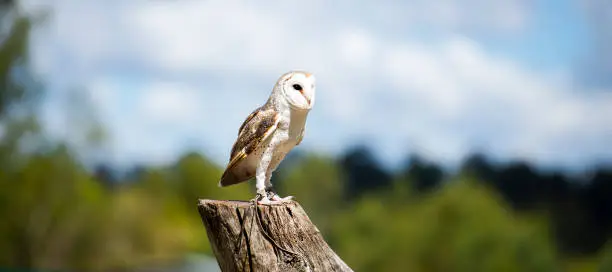 Beautiful Barn Owl outside in nature during the day