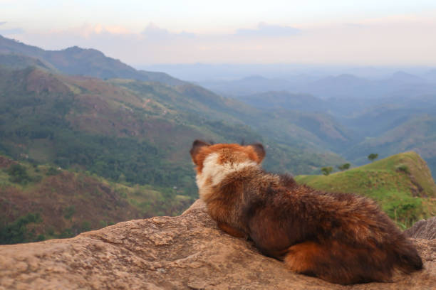 istock Dog looking at the hills 1142529020