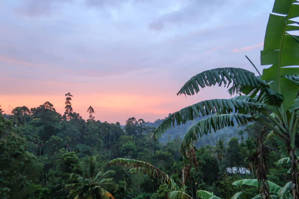 istock Banana plant of Ella 1142529092