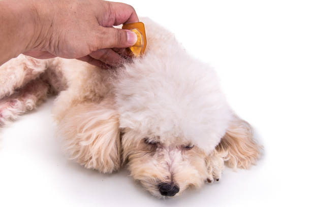 la aplicación de gotas de aceite esenciales para el perro restaura la hidratación de la piel. - oilcan fotografías e imágenes de stock