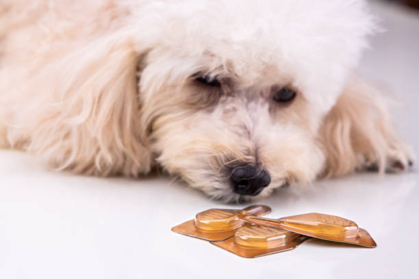 gotas de aceite esenciales con el perro como fondo - oilcan fotografías e imágenes de stock