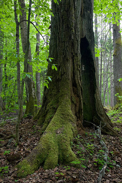istock Very old oak trunk almost dead still standing 114253014