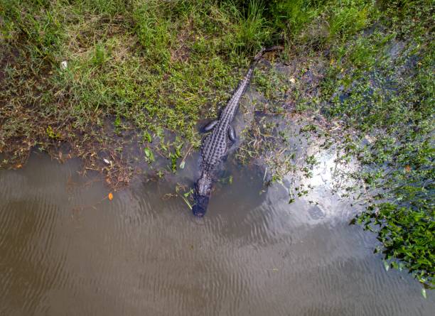 istock Adult American Alligator 1142533467
