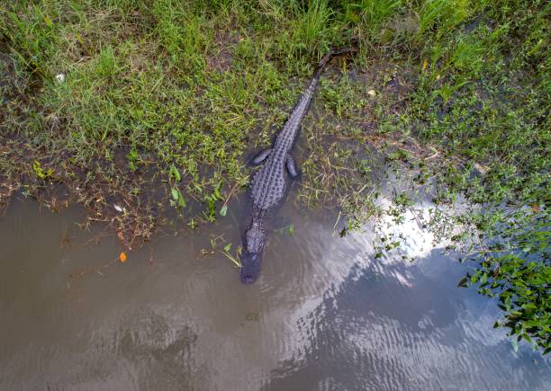 istock Adult American Alligator 1142533644