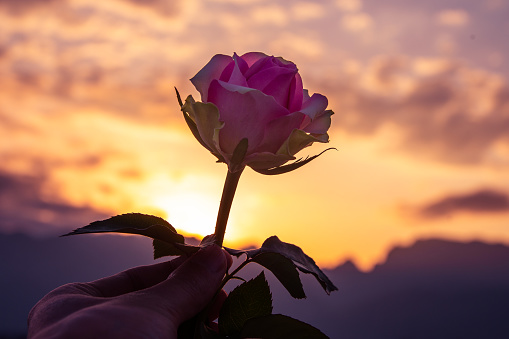 Hand holding rose at sunset