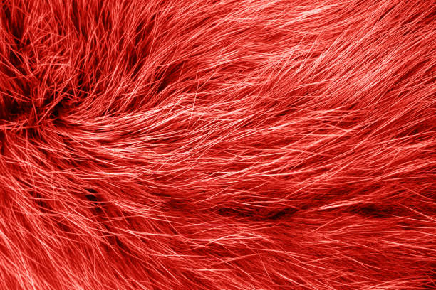 Polar arctic fox fur texture trendy color, closeup flatlay